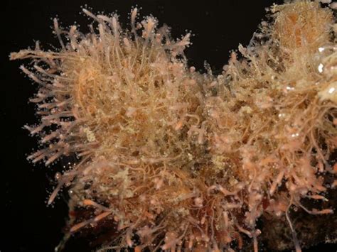  Bougainvillea: This Gorgeous Hydroid Colony Will Blow Your Mind with Its Pulsating Beauty!