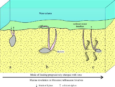  Urechis Unicinctus: A Deep-Diving, Sand-Burrowing Wonder of the Seafloor!