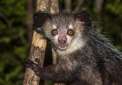  Aye-aye! Khám phá loài thú nhỏ với đôi mắt long lanh và ngón tay thứ tư bí ẩn