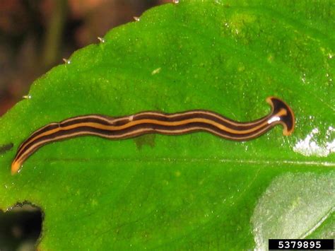  Bipalium: Can You Imagine A Worm That Hunts Like a Snake?!