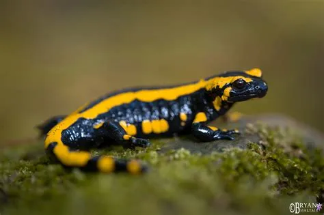  Fire Salamander: A Fiery Amphibian With a Tail Worth Admiring!