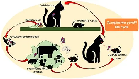  Toxoplasma Gondii: A Tiny Parasite That Can Manipulate The Minds Of Mice!