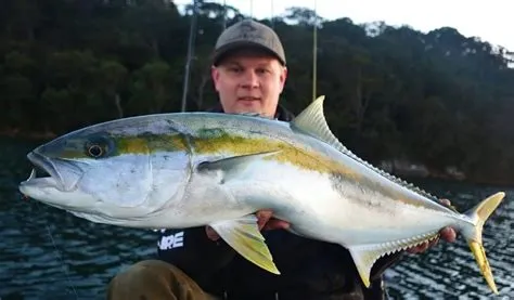  Yellowtail Kingfish: An Exquisite Master Of The Open Ocean With A Strikingly Regal Yellow Tail!