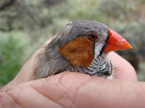  Zeebra Finch! A Small Bird With Stripes That Will Make You Forget About Zebras