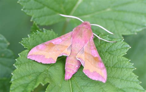  Bướm đêm Hummingbird Hawk-moth: Một loài côn trùng với đôi cánh như đá quý lấp lánh và khả năng bay lượn như chim én!