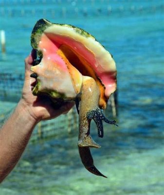  Conch! Sống Trong Biển sâu Và Có Một Vỏ Xoắn ốc Nổi Bật