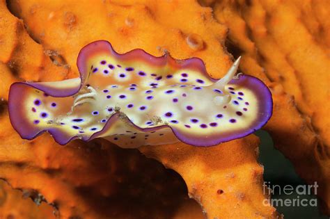  Dorid Nudibranch: Những sinh vật không xương sống kỳ lạ với bộ lông rung rinh như vũ nữ trên đáy biển!