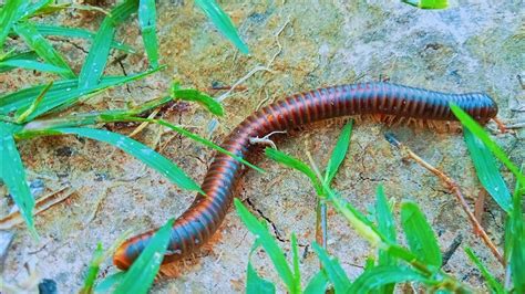  Juliform Millipede:  A Miniature Train With Hundreds of Legs That Crawl Through Fallen Leaves!