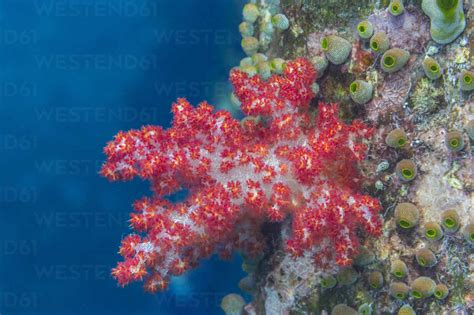  Junkeria!  A Colorful Demospongiae Wonder That Thrives On Shallow Reefs And Enjoys The Gentle Sway Of Ocean Currents