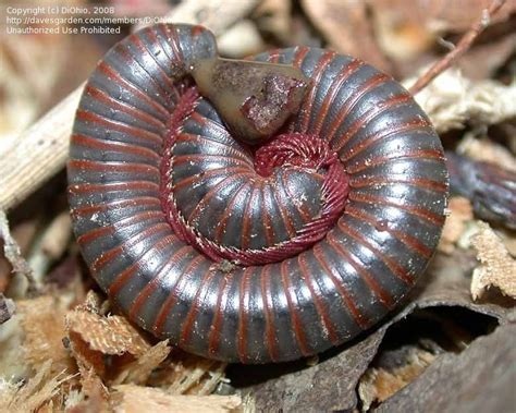  Oklahoma Millipede: This Unassuming Creature Can Curl Into a Tight Ball When Threatened!