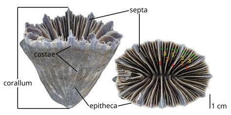  Scleractinia: Một Biểu Tượng Khủng Long Cổ Đại Luôn Bừng Cháy Sức Sống Trong Đại Dương Xanh!