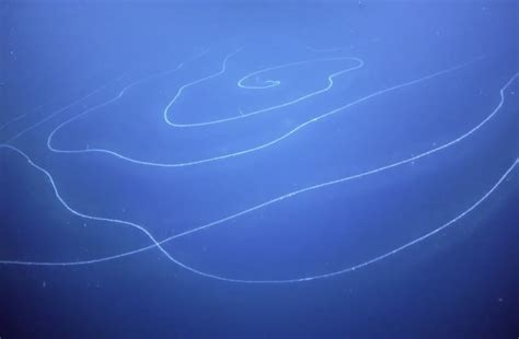  Siphonophore! The Enchanting Colonies That Dance In The Ocean Depths