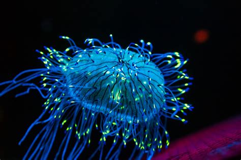  Stichotricha - A Microscopic Wanderer that Glimmers with Bioluminescent Majesty!