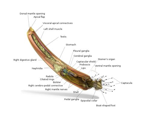  Tusk Shell: A Miniature Homeowner With an Extraordinary Evolutionary Twist!