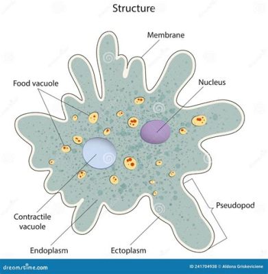  Yellow amoeba: A Single-Celled Wonder That Engulfs its Prey Whole!